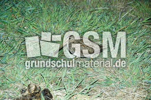 Bekassine (3 von 3).jpg